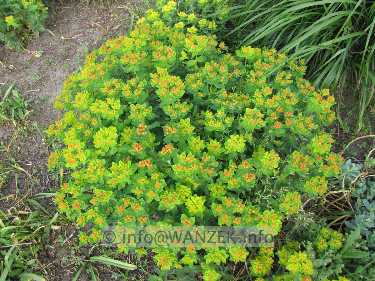 Euphorbia epithymoides (polychroma) 04.JPG